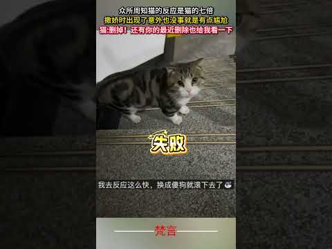 眾所周知貓的反應是貓的七倍 撒嬌時出現了意外也沒事就是有點尷尬 貓 貓咪 可愛 有趣 意外 搞笑 萌寵 cat fun…