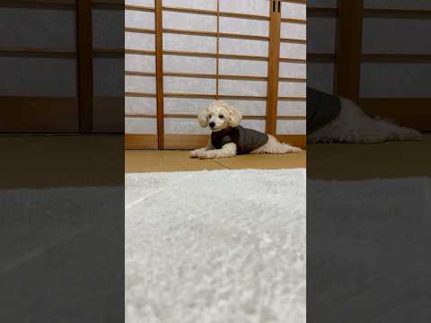 shorts 今日のタローちゃん　トイプードル　2026年3月1日 サムネイル