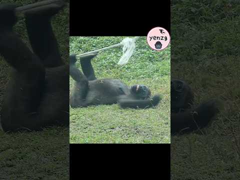 Happy Tayari 😆 gorilla gorillatag taipeizoo 金剛猩猩 台北市立動物園 fu… サムネイル