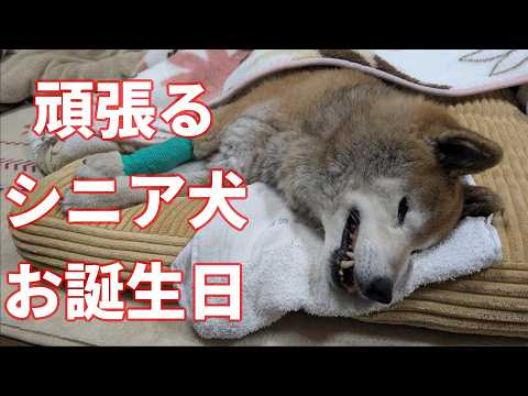 【1081】生死の境、15歳の柴犬さん サムネイル