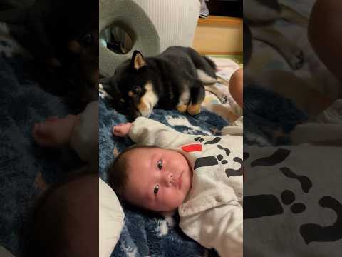 赤ちゃんにパンチされても近くで寝たい優しい黒柴 サムネイル