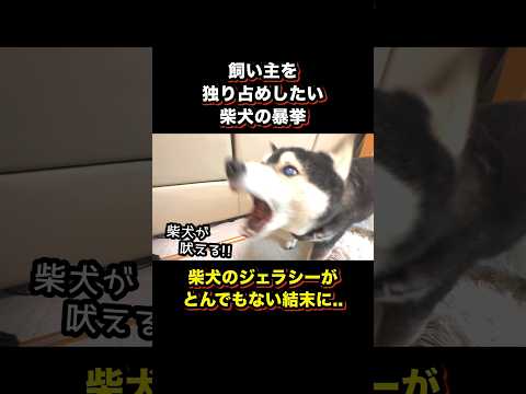 柴犬のジェラシー大爆発！