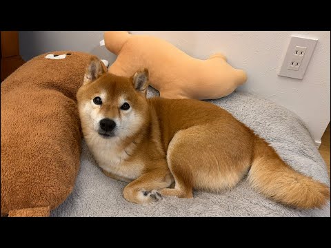 年末年始最後の柴犬ハチ家ライブ配信 サムネイル