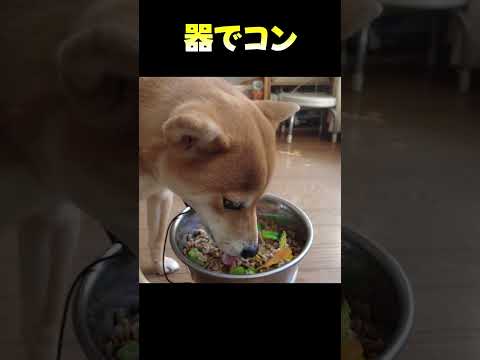 器でコン 神戸 柴犬 shiba サムネイル