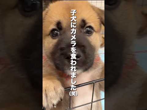 カメラを食べようとする子犬が現れましたwww【保護犬】shorts