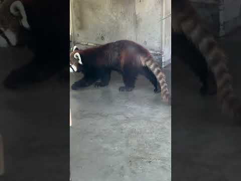 shorts キララさんアラタちゃん親子　レッサーパンダ　浜松市動物園にて　2026年2月14日  IMG 8421 サムネイル