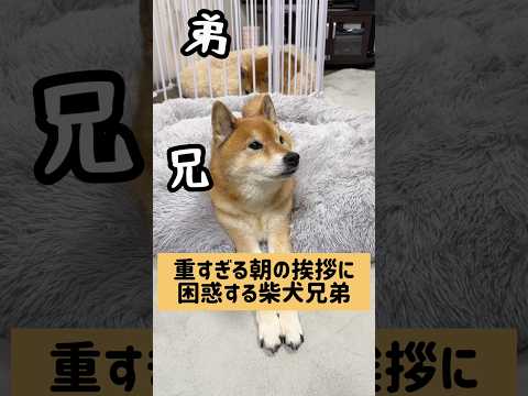 母からの重すぎるモーニングルーティン 柴犬