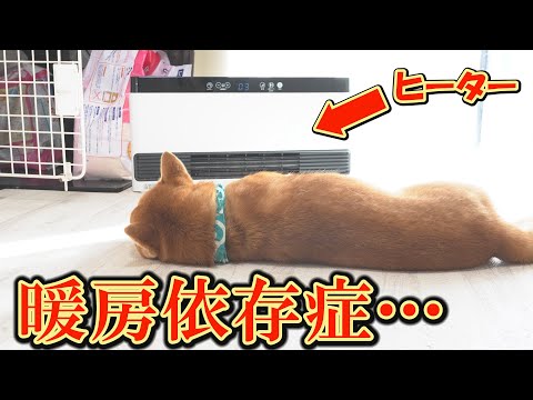 ヒーター設置２日目、運動が好きだった柴犬が動かなくなりました・・・ サムネイル