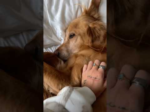 coming home to my golden retriever🥵 goldenretreiver dog ind… サムネイル