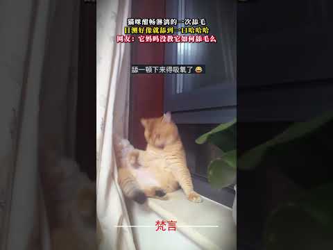 貓咪酣暢淋漓的一次舔毛 目測好像就舔到一口哈哈哈 貓 意外 有趣 萌寵 可愛 萬萬沒想到 cat pets funny… サムネイル