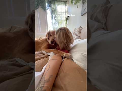 coming home to my golden retriever🥵goldenretreivers dog pup… サムネイル