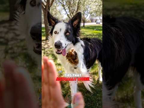 4 Pro Dog Training Tips That Actually Work shorts dog doglo… サムネイル