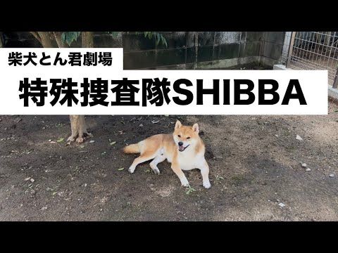 柴犬とん君、部屋の中を駆け抜けろ！！　柴犬　柴犬とん
