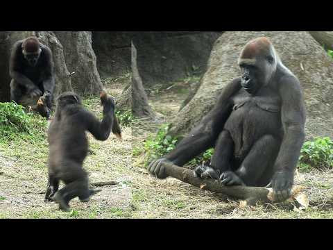 Gorilla Tayari dug out a log, Jabali, Ringo enjoy playing w… サムネイル