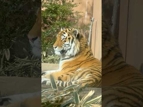 shorts 眠い令くん　アムールトラ　那須どうぶつ王国にて　2026年1月1日 サムネイル