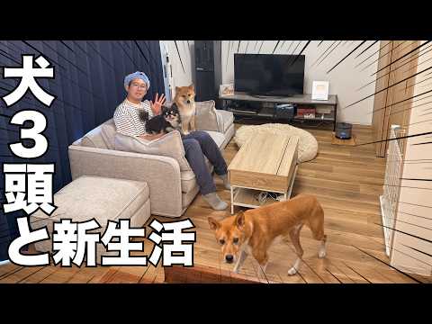 【ルームツアー】多頭飼い同性カップルが新築賃貸に引っ越したぞ!