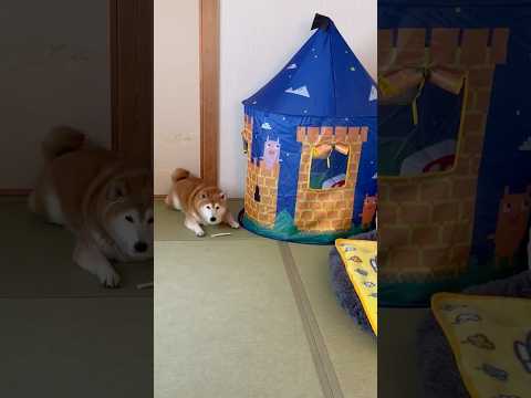 柴犬福 『いいな』待ちの柴犬🤣Shiba-appeal🤣shorts japanesedog 柴犬 shibainu…
