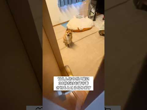 甘えたのポメ柴に30秒だけお留守番させた結果 ポメ柴 ポメラニアン 柴犬 shorts サムネイル
