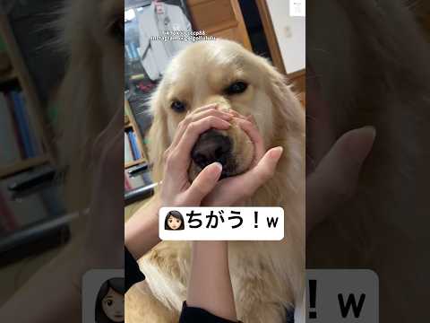 これは可愛すぎる💕ママと遊ぶゴールデンレトリバー　ゴールデンレトリバー 大型犬　犬　かわいい 犬のいる暮らし サムネイル