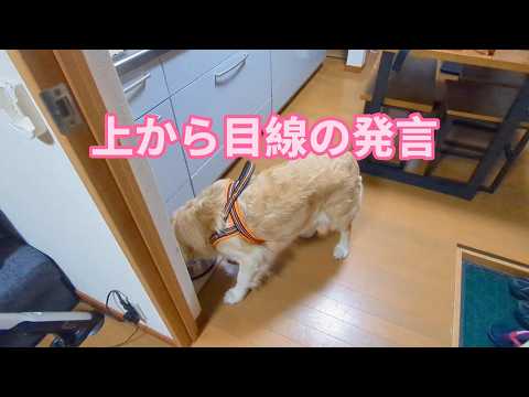 上から目線の発言について。ゴールデンレトリバーティト サムネイル