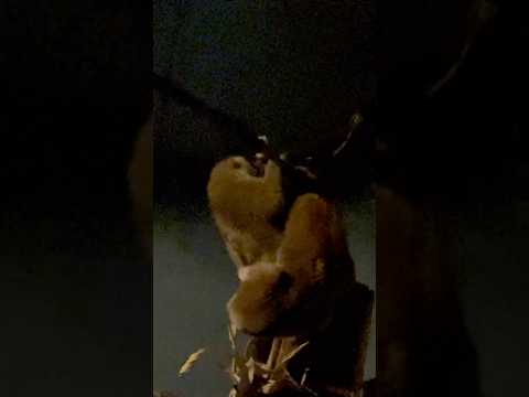 shorts スンダスローロリス　東山動植物園にて　2026年3月14日 サムネイル