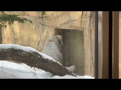 ナゴムくんの関心ごとはバックヤードのアブリコースちゃん😊　マヌルネコ　那須どうぶつ王国にて　2026年1月30日 サムネイル