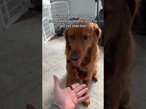 He started getting aggressive!! 😅 サムネイル