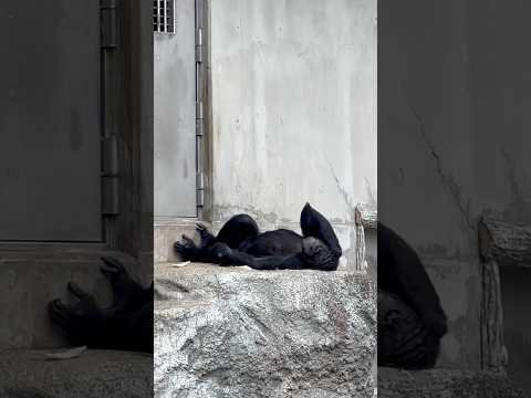 shorts チンパンジーのジュンくん､チコちゃん､チェリーちゃん　浜松市動物園にて　2026年4月5日