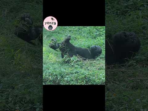 Ringo躺草地用腳扯蟛蜞菊 gorilla gorillatag taipeizoo 金剛猩猩 台北市立動物園 サムネイル
