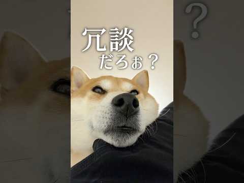 柴犬で学ぶ重量 サムネイル