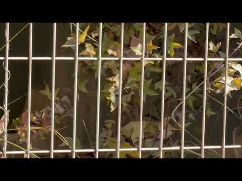 フェネックさん　東山動植物園にて　2025年12月12日 サムネイル