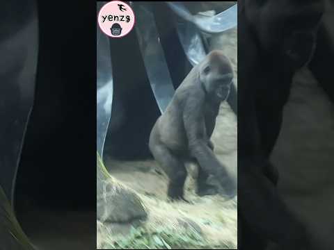 Tayari拍胸要兒子Jabali出來玩 gorilla gorillatag taipeizoo 金剛猩猩 台北市立…