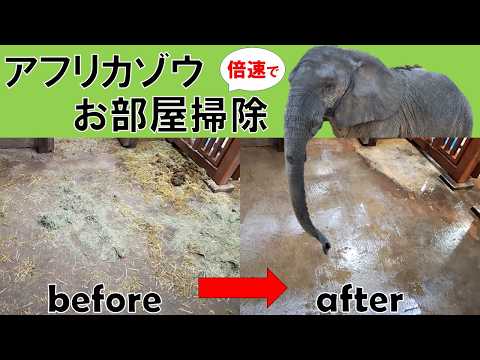 動物舎の掃除してみた…倍速でご覧ください！　アフリカゾウ舎内編　東武動物公園　公式YouTubeチャンネル サムネイル