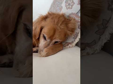 Golden retriver hug me india dog goldenretreiver dogbreed f… サムネイル
