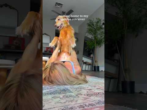 dog-tor coby to rescue🛟goldenpup puppy goldenpupppy dogbree… サムネイル