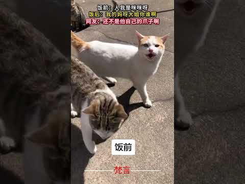 飯前：人我是咪咪呀 飯後：我的媽呀大姊你誰啊 意外 有趣 貓咪 萬萬沒想到 萌寵 cat amazing funny… サムネイル