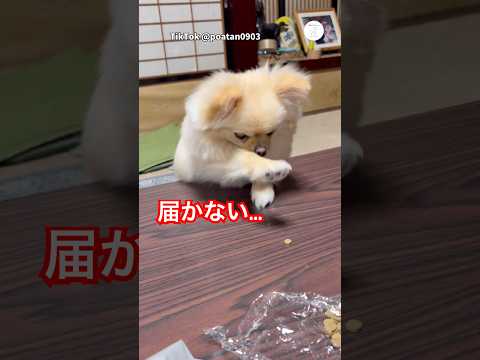 どう頑張っても届かない犬　犬　かわいい犬 犬のいる暮らし  面白い サムネイル
