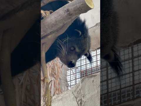 shorts ビントロングのシャロンちゃん　那須どうぶつ王国　2026年1月12日