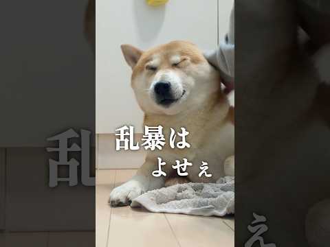 柴犬と雨の日のガーガー サムネイル