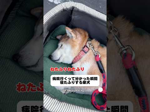病院だと気づいた瞬間、寝たふりを始めた柴犬　　柴犬　犬　かわいい犬 動物病院　犬のいる暮らし サムネイル