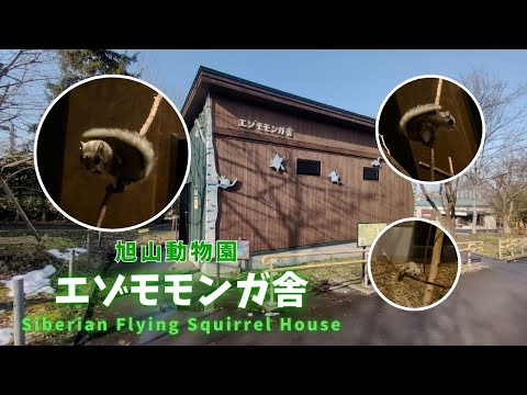 【旭山動物園】エゾモモンガ舎🐿[Asahiyama Zoo] Siberian flying squirrel hou… サムネイル