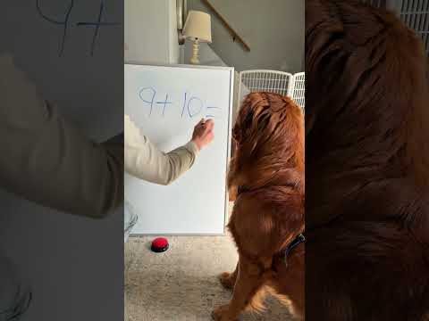 My dog is a cultured genius 🤣 サムネイル