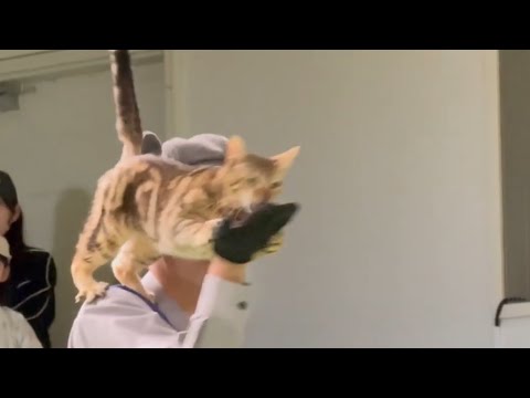 エースチャイ！登場〜！なかなか見れない猫によるショー ザ・キャッツ(午前)    那須どうぶつ王国にて　2026年4月… サムネイル