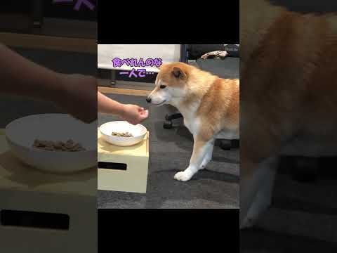 最愛の姉犬こまめが虹の橋へ…残された妹犬の想い 柴犬 shibainunoticias サムネイル