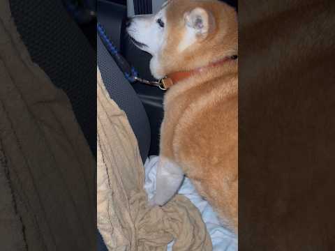 柴犬福 定期検診の呼び鈴で大荒れの姉と柴犬🤣Sis and Shiba🤣姉と柴 shorts 柴犬 japanesed… サムネイル