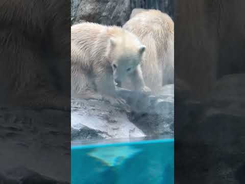 shorts モモ太くん アレ⁈歯に何か挟まった〜？😲　  ホッキョクグマの親子　秋田県男鹿水族館GAOにて2026年… サムネイル