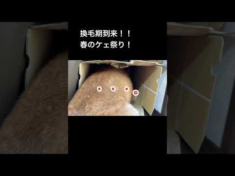 ブラッシングさせてくれませんかね？ 柴犬 サムネイル