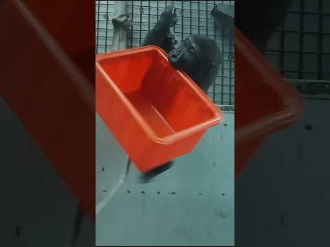 Gorilla Ringo咬桶拍桶拉繩滑下來 gorillatag taipeizoo 台北市立動物園 サムネイル