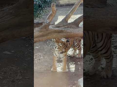 shorts アムールトラ🐯のミシュカくん❣️ 王子動物園　2025年12月27日 サムネイル