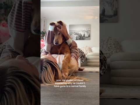 coming home to my golden retriever🥵 goldenretreiver dog ind…